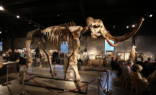 woollymammoth_...